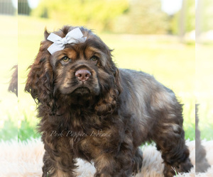 Medium Cocker Spaniel