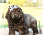 Puppy morningstar Cocker Spaniel