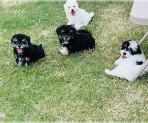 Maltipoo Litter for sale in CROWLEY, TX, USA