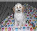 Small #9 Cavapoo-Poodle (Miniature) Mix