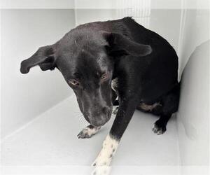 Labrador Retriever-Unknown Mix Dogs for adoption in Houston, TX, USA