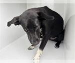 Small Labrador Retriever Mix