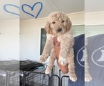 Puppy Puppy 2 Goldendoodle