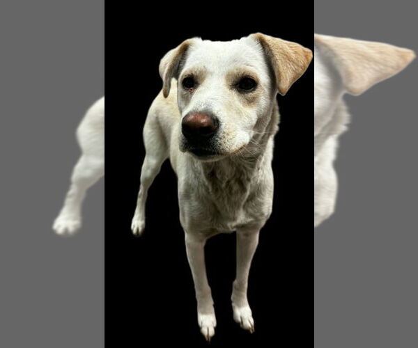 Medium Photo #3 Labsky Puppy For Sale in South Bend, IN, USA