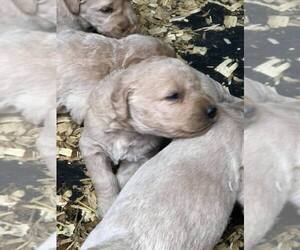 Labradoodle Puppy for sale in MOUNT AIRY, NC, USA