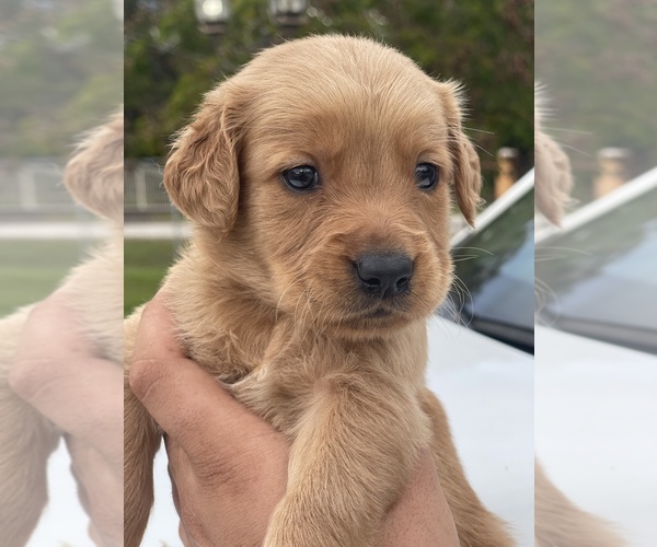 Medium Photo #6 Golden Retriever Puppy For Sale in TAMPA, FL, USA