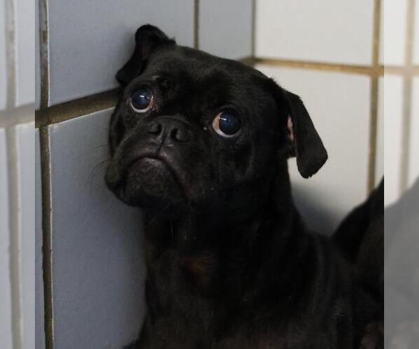 Medium Photo #1 Pug-Unknown Mix Puppy For Sale in San Antonio, TX, USA