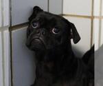 Small Pug Mix
