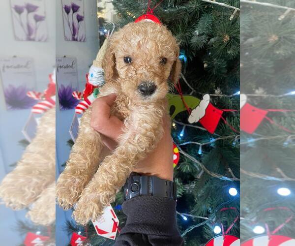Medium Photo #2 English Cream Golden Retriever-Poodle (Standard) Mix Puppy For Sale in LOS ANGELES, CA, USA