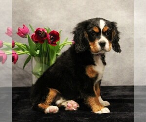 Bernese Mountain Dog Puppy for sale in COATESVILLE, PA, USA