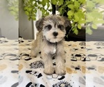 Small #8 Schnauzer (Miniature)