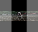 Small Photo #1 French Bulldog Puppy For Sale in SUGAR LAND, TX, USA