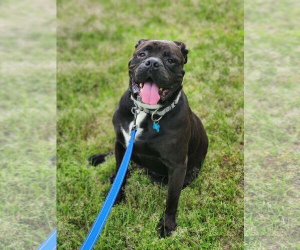 Medium Photo #18 American Bulldog-Unknown Mix Puppy For Sale in Shreveport, LA, USA