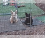 Puppy Puppy 1 Scottish Terrier