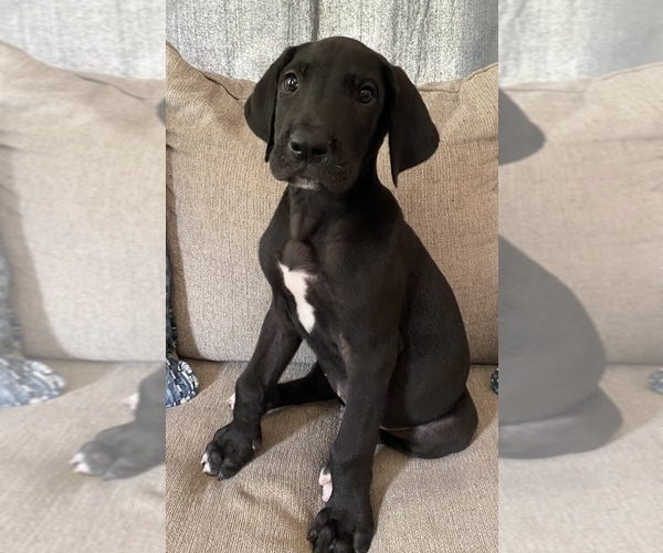 Medium Photo #8 Great Dane Puppy For Sale in CLOVER, SC, USA