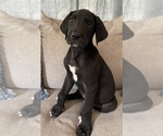 Small Photo #8 Great Dane Puppy For Sale in CLOVER, SC, USA