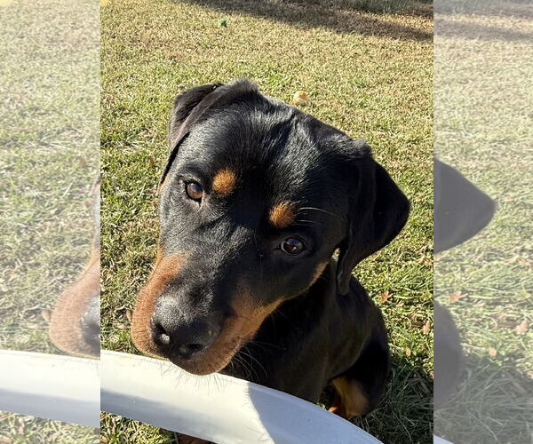 Medium Photo #4 Rottweiler Puppy For Sale in Mooresville, NC, USA