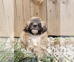 Small Photo #7 Zuchon Puppy For Sale in SHAWNEE, KS, USA