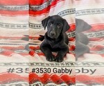 Puppy Gabby Labrador Retriever