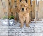 Puppy Puppy 5 Azalea Golden Retriever