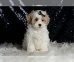 Puppy Astro Maltipoo (Miniature)