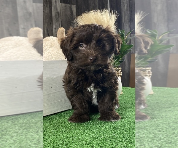 Medium Photo #4 Havanese Puppy For Sale in CANOGA, NY, USA