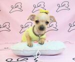 Small Photo #9 Chihuahua Puppy For Sale in LAS VEGAS, NV, USA