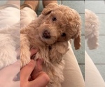 Small #1 Poochon