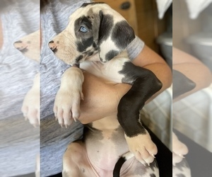 Great Dane Puppy for sale in LANCASTER, CA, USA