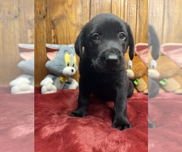 Medium Photo #11 Labrador Retriever Puppy For Sale in NEOLA, WV, USA