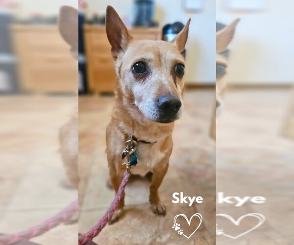 Medium Photo #2 Mutt Puppy For Sale in Monte Vista, CO, USA