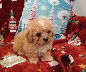 Maltipoo (Toy) Puppy for sale in BURLINGTON, MA, USA