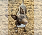 Small #11 Australian Kelpie
