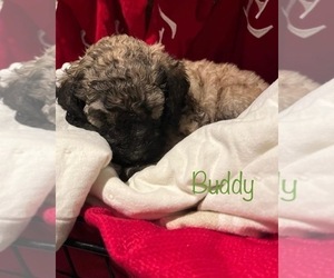 Poodle (Standard) Puppy for sale in LOGAN, UT, USA