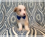Small #10 Australian Shepherd
