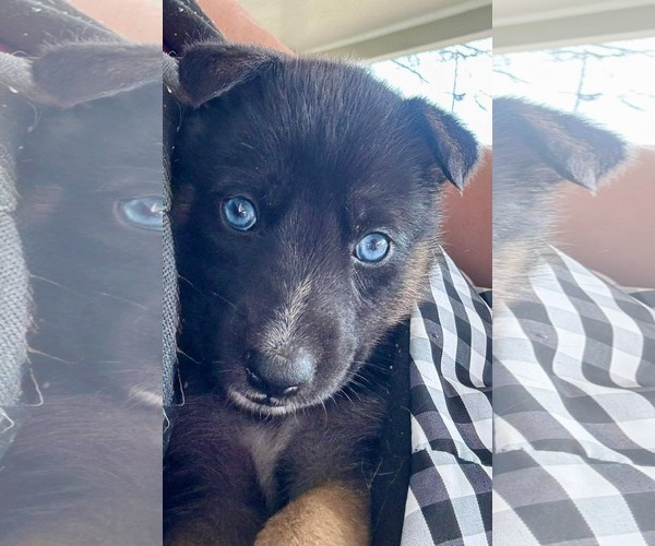 Medium Photo #6 Siberian Husky-Unknown Mix Puppy For Sale in Holly Springs, NC, USA