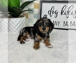 Small #2 Dachshund