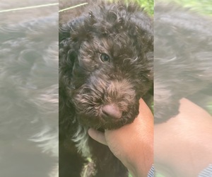 Poodle (Standard) Puppy for sale in RINGGOLD, GA, USA