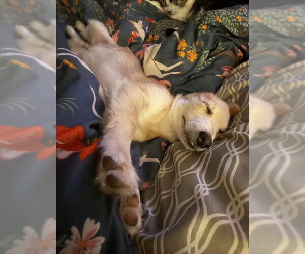 Medium Photo #4 Chihuahua-Unknown Mix Puppy For Sale in San Diego, CA, USA