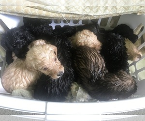 Labradoodle Puppy for sale in FOLEY, AL, USA