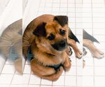 Small #9 Mutt