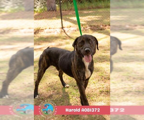 Medium Photo #2 Labrador Retriever Puppy For Sale in Mobile, AL, USA