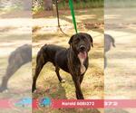 Small #1 Labrador Retriever