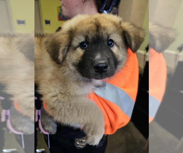 Medium Photo #3 Anatolian Shepherd-Unknown Mix Puppy For Sale in Rockwall, TX, USA