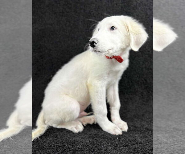 Medium Photo #4 Great Pyrenees-Unknown Mix Puppy For Sale in Grafton, WI, USA
