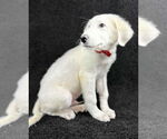 Small #3 Great Pyrenees Mix