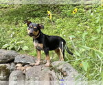 Small #4 German Shepherd Dog Mix