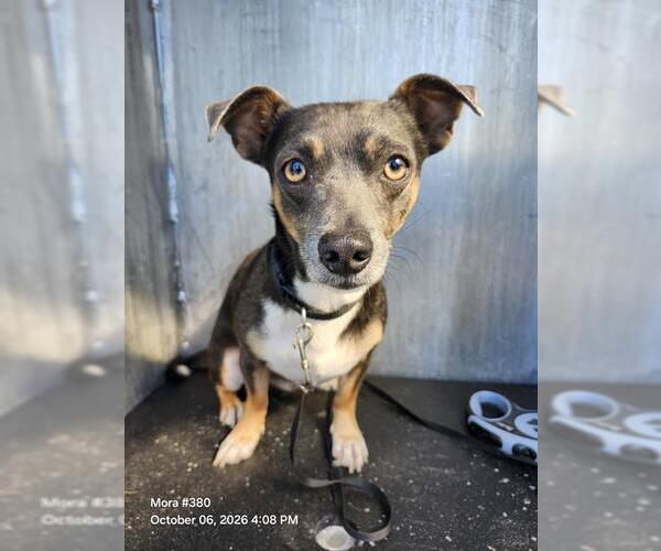 Medium Photo #1 Mutt Puppy For Sale in San Antonio, TX, USA