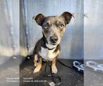 PANCHO - Male Mutt Dog for Adoption - Small photo