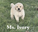 Puppy Ivory English Cream Golden Retriever